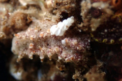 Plesiocolochirus ignavus