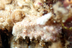 Plesiocolochirus ignavus