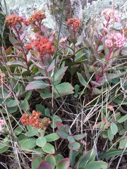 Hylotelephium telephioides
