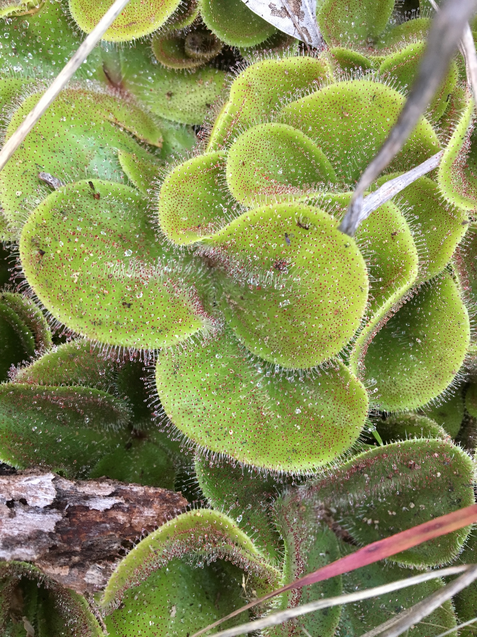 Drosera erythrorhiza Lindl.