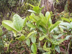 Melicope clusiifolia