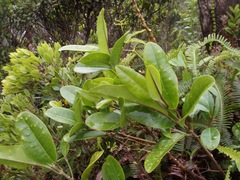 Melicope clusiifolia