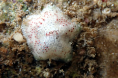 Meridiastra fissura