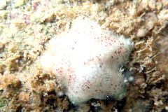 Meridiastra fissura