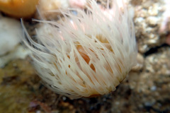 Anthothoe albocincta