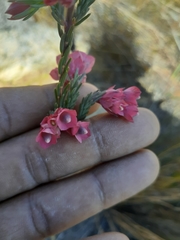 Erica glauca glauca