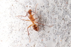 Camponotus