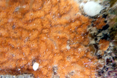 Styelidae