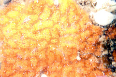 Styelidae