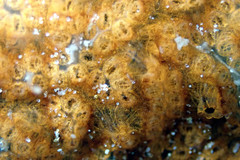 Styelidae