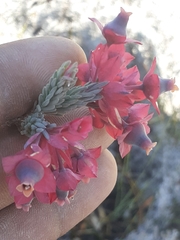 Erica glauca glauca