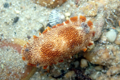 Aphelodoris lawsae