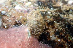 Acanthochitona