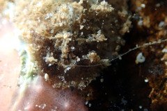 Acanthochitona