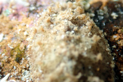Acanthochitona