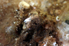 Pilumnus