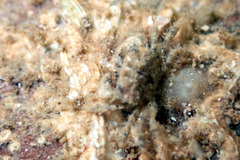 Pilumnus