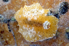 Sclerodoris