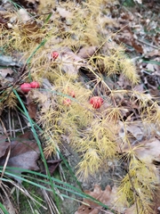 Asparagus tenuifolius