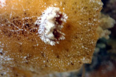 Sclerodoris
