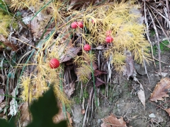 Asparagus tenuifolius