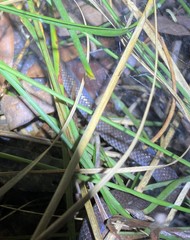 Cacophis harriettae