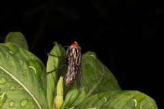 Sarcophagidae