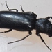 Stout's Hardwood Borer - Photo (c) J. Maughn, some rights reserved (CC BY-NC), uploaded by James Maughn