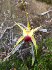 Caladenia infundibularis