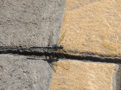 Orthetrum coerulescens anceps