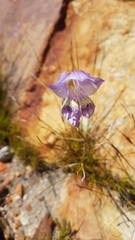 Gladiolus taubertianus
