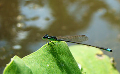 Ischnura capreolus