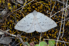 Taxeotis reserata