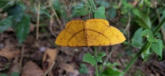 Eumelea rosalia