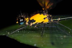 Austroargiolestes aureus