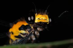 Austroargiolestes aureus