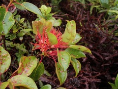 Metrosideros waialealae