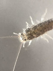 Ctenolepisma longicaudatum