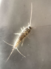 Ctenolepisma longicaudatum