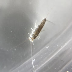 Ctenolepisma longicaudatum