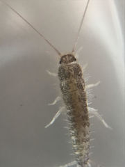 Ctenolepisma longicaudatum