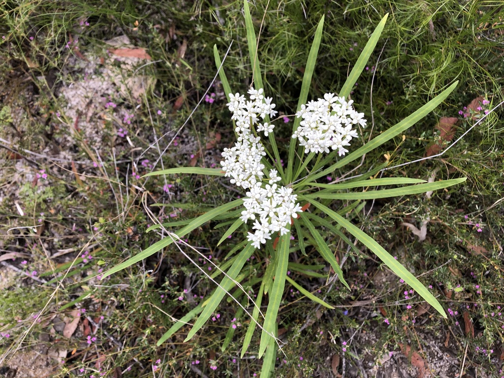 Conospermum burgessiorum