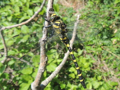 Cordulegaster picta
