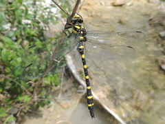 Cordulegaster picta
