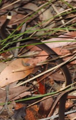 Cacophis harriettae