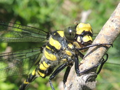 Cordulegaster picta