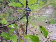 Caliaeschna microstigma