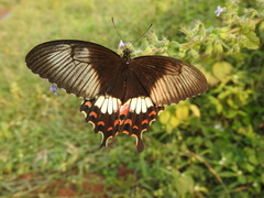 Papilio polytes stichius