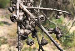 Eucalyptus diversifolia
