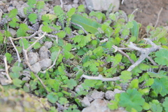 Leptinella squalida